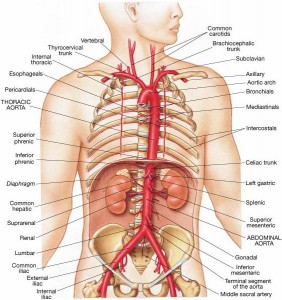 whole thorax and the abdomen